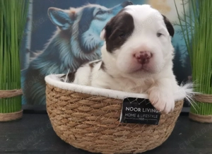 Border Collie Australien Shepherd Mix Welpen 