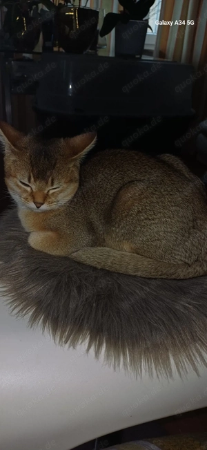 Eleganter Abessinier Katerchen mit sandfarbene Augenfarbr