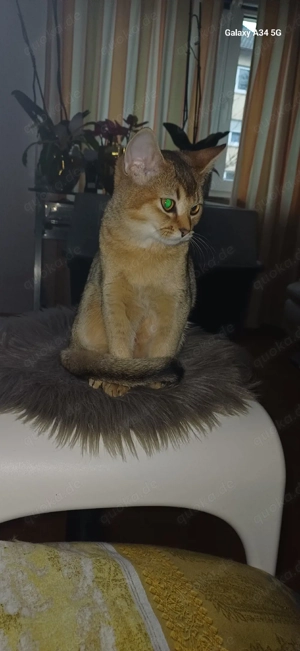 Eleganter Abessinier Katerchen mit  sandfarbene Augen
