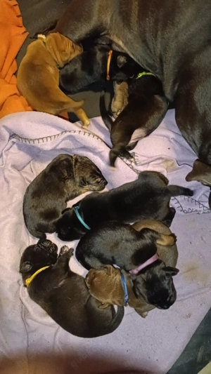 American bully   boxer-labrador mix welpen zu verkaufen