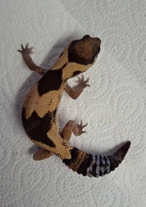 Afrikanische Fettschwanzgecko NZ 2025