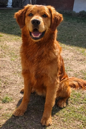Golden Retriever Deckrüde Bild 3