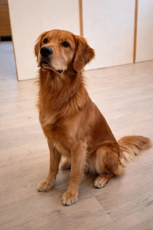 Golden Retriever Deckrüde Bild 2