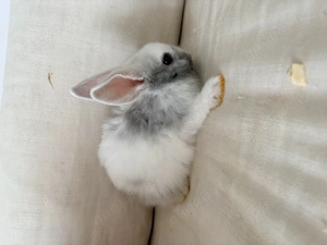 Hasen Babys abzugeben 