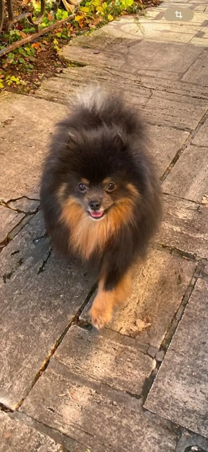 Pomeranian Zwergspitz Hündin