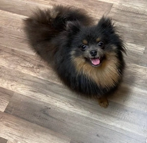 Pomeranian Zwergspitz Hündin