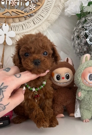 exlusiv reinrassige asiatische toypudel rot  rüde 