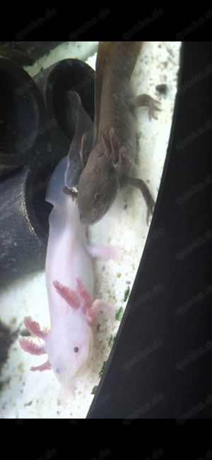 5 Axolotl inkl. Aquarium 