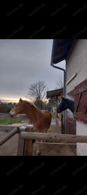 Offenstallplatz in Schlaitdorf 