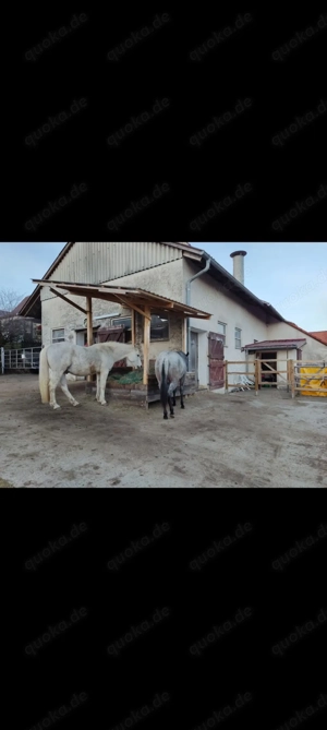 Offenstallplatz in Schlaitdorf  Bild 3