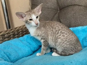 Siam und OKH Kitten mit Papiere, Lieferung möglich