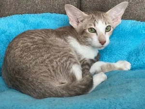 Siam und OKH Kitten mit Papiere, Lieferung möglich