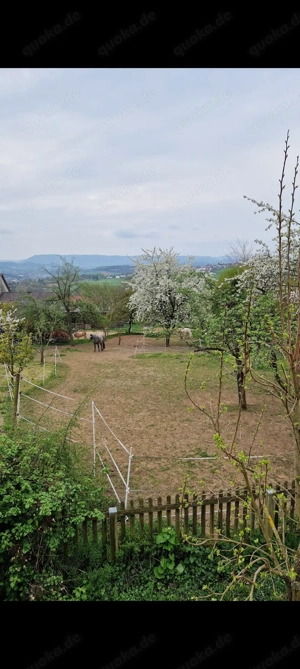 Offenstallplatz in Schlaitdorf  Bild 5