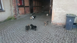 Akita Schäferhund Mix Welpen 