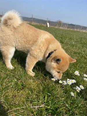 Shiba Inu Welpen