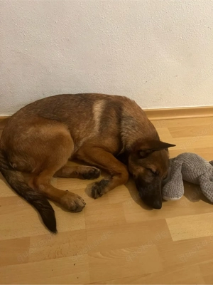 schäferhundmix welpe