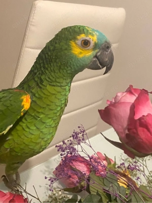 Blau stirn amazonen-Papagei Rico 