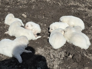 Weißer Schweizer schäferhund 