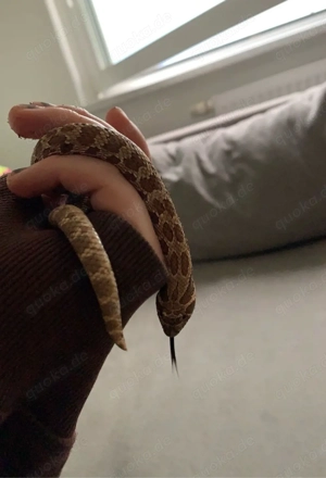 Hakennasennatter 0.1 NZ 12 23