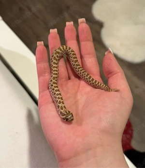 Hakennasennatter 0.1 NZ 12 23