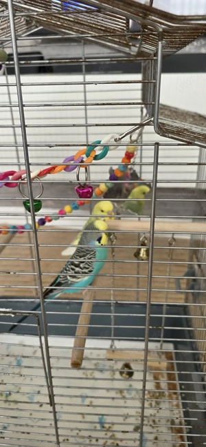 Zwei paar Wellensittiche  Bild 5