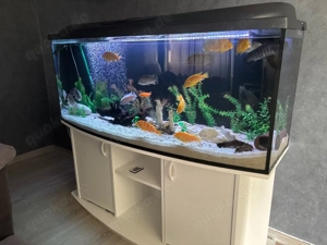 ein wunderschönes 450 l Aquarium