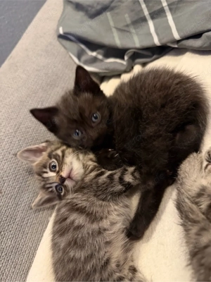 kitten geboren 20.12