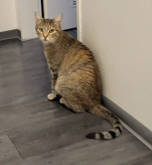 Europäische Kurzhaar (w) Katze sucht nach ein liebevolles zuhause 