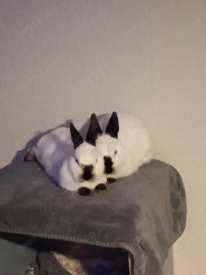 California Kaninchen 1,5 Jahre mit Ställen 