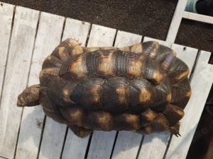 Breitrandschildkröte