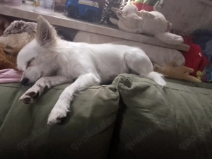 Kleine mischlings Hündin sucht neues Zuhause 