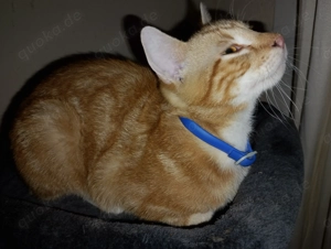 Familien Katzen suchen ihr Reich.