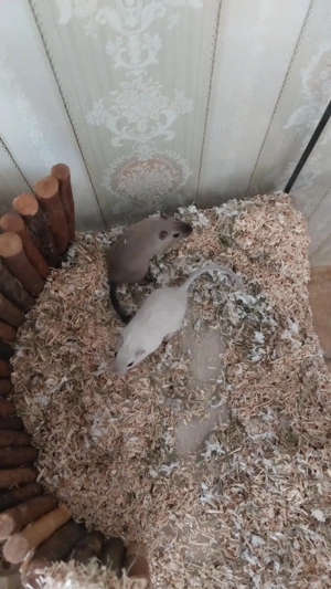 zwei Rennmaus Mädels  Bild 4