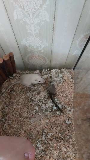 zwei Rennmaus Mädels 