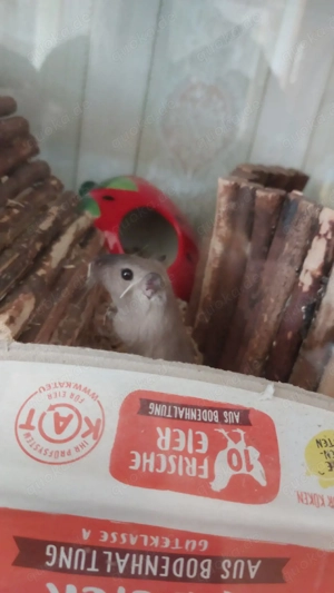 zwei Rennmaus Mädels