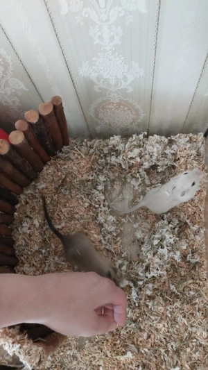 zwei Rennmaus Mädels  Bild 3