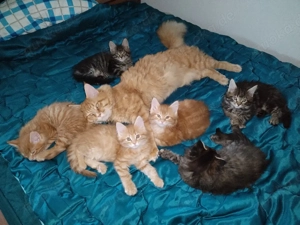 Reinrassige Maine coon Kitten 