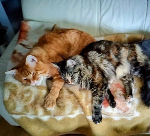 Reinrassige Maine coon Kitten 