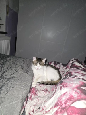 Katze sucht Freigang