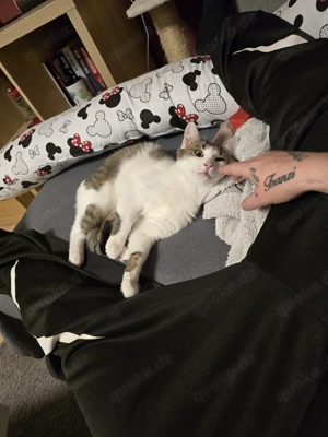 Katze sucht neues Zuhause