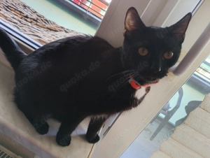 Familien Katzen suchen ihr Reich.