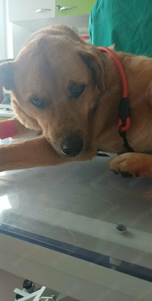 Leo - sind meine Menschen irgendwo da draußen?? Bild 6