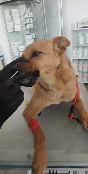 Leo - sind meine Menschen irgendwo da draußen?? Bild 5