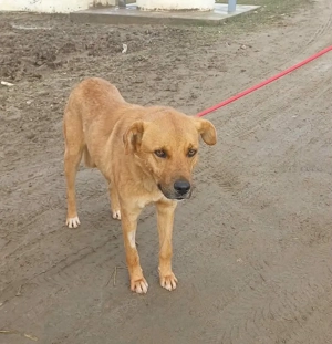 Leo - sind meine Menschen irgendwo da draußen?? Bild 2