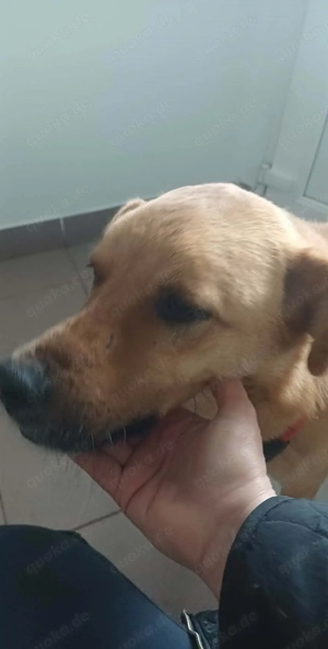 Leo - sind meine Menschen irgendwo da draußen?? Bild 7