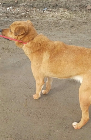 Leo - sind meine Menschen irgendwo da draußen?? Bild 3