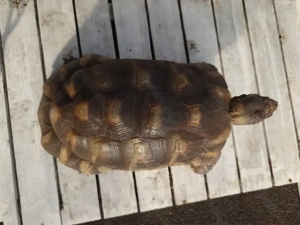 Breitrandschildkröte
