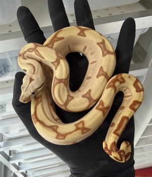 2025 1.1 Super Hypo Jungle Labyrinth Parahet