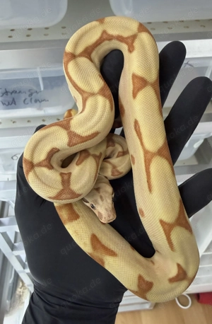 1.0 Super Hypo Jungle Labyrinth Parahet 