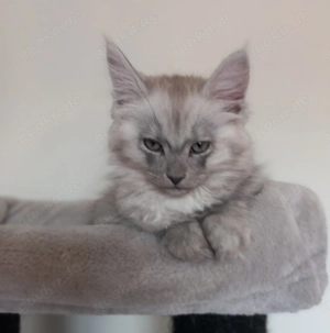 Maine Coon Ragdoll  Mix Kitten (weiblich)
